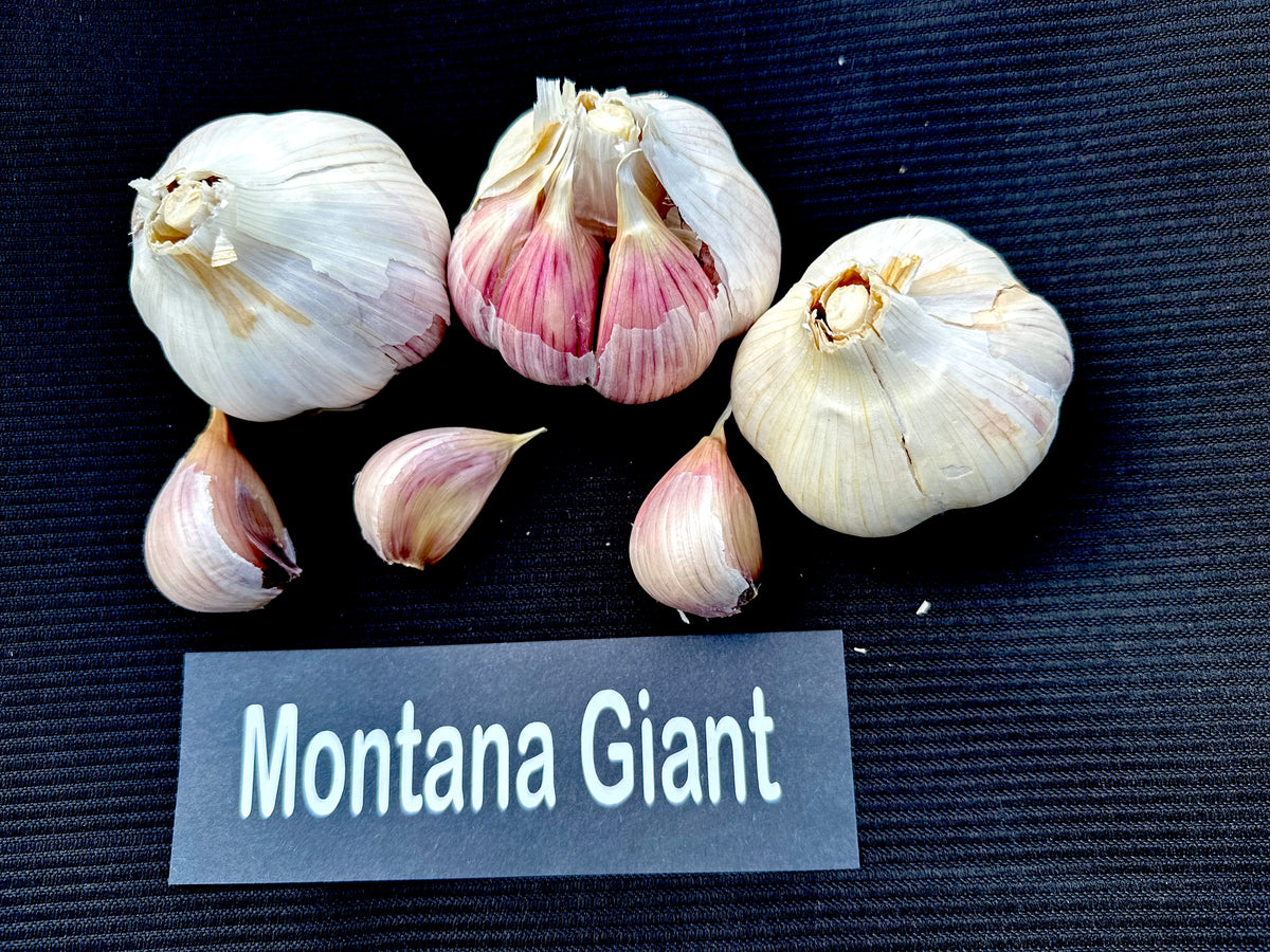 Montana Giant Seed Garlic