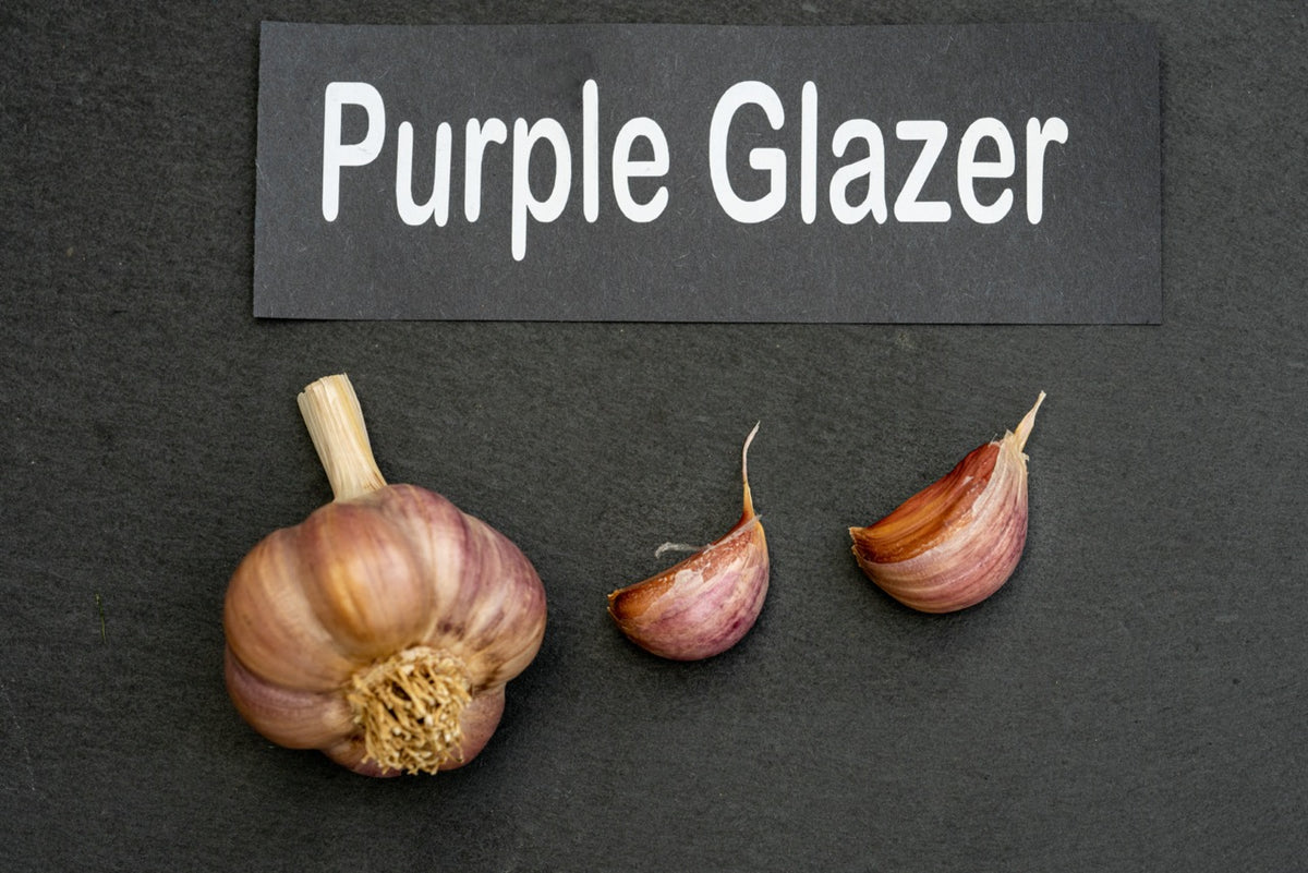 Purple Glazer Seed Garlic
