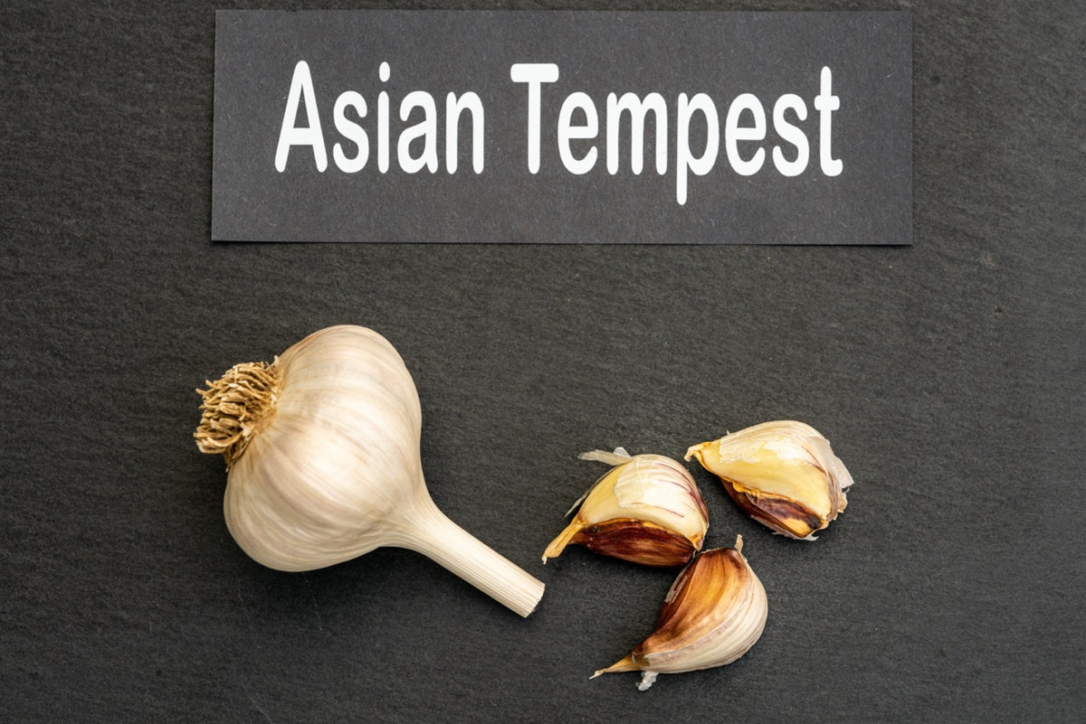 Asian Tempest Seed Garlic
