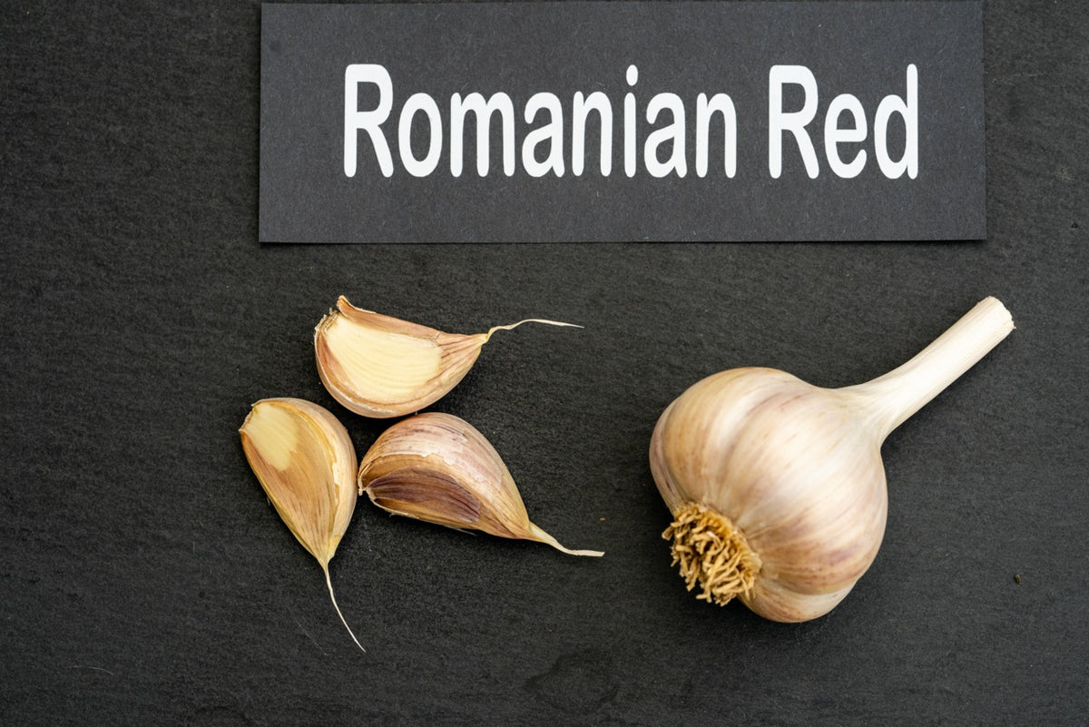 Romanian Red Seed Garlic