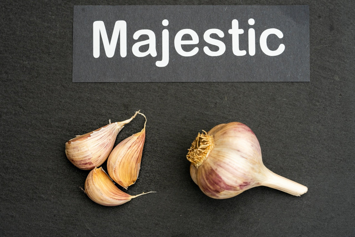 Majestic Seed Garlic