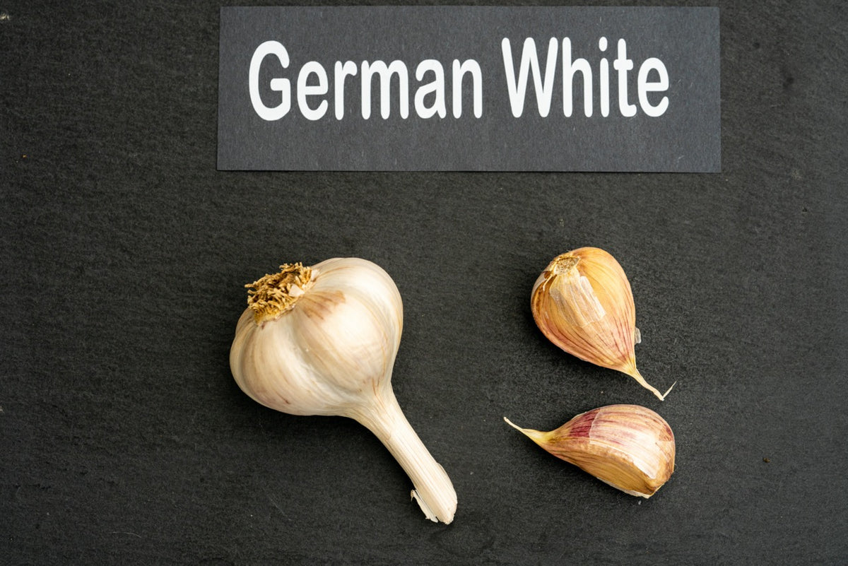 German White Seed Garlic