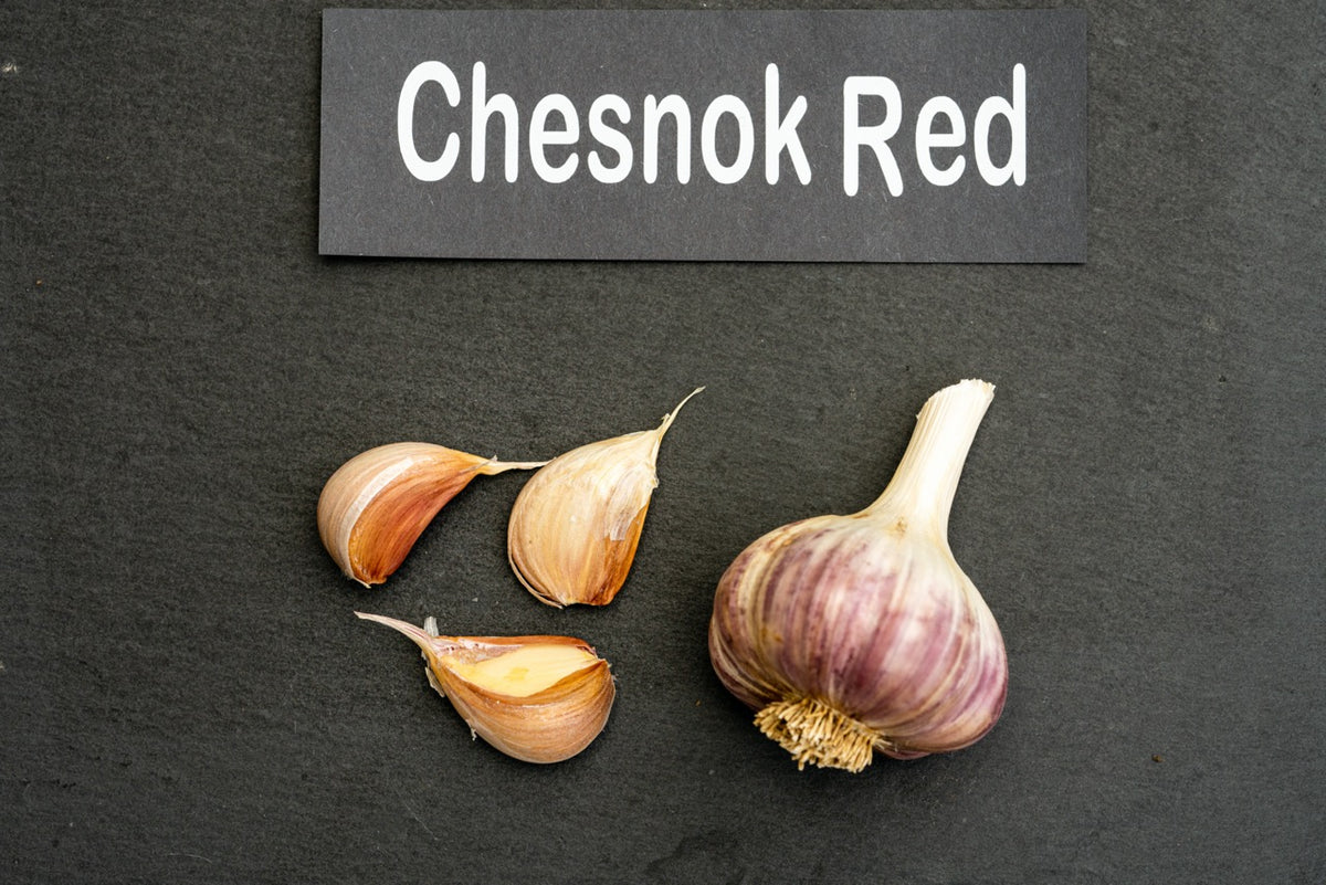 Chesnok Red Seed Garlic