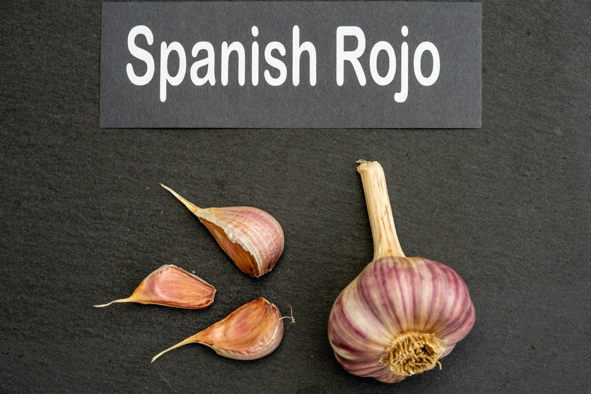 Spanish Rojo Seed Garlic