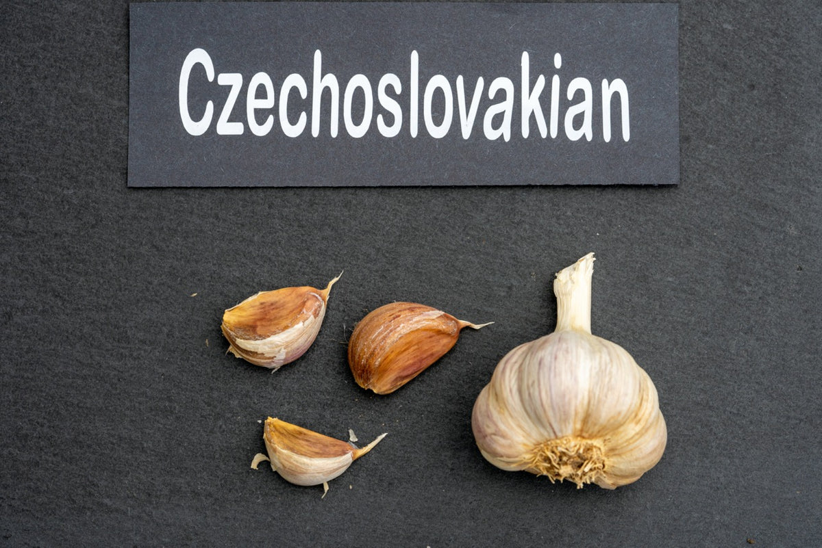 Czechoslovakian Culinary Garlic