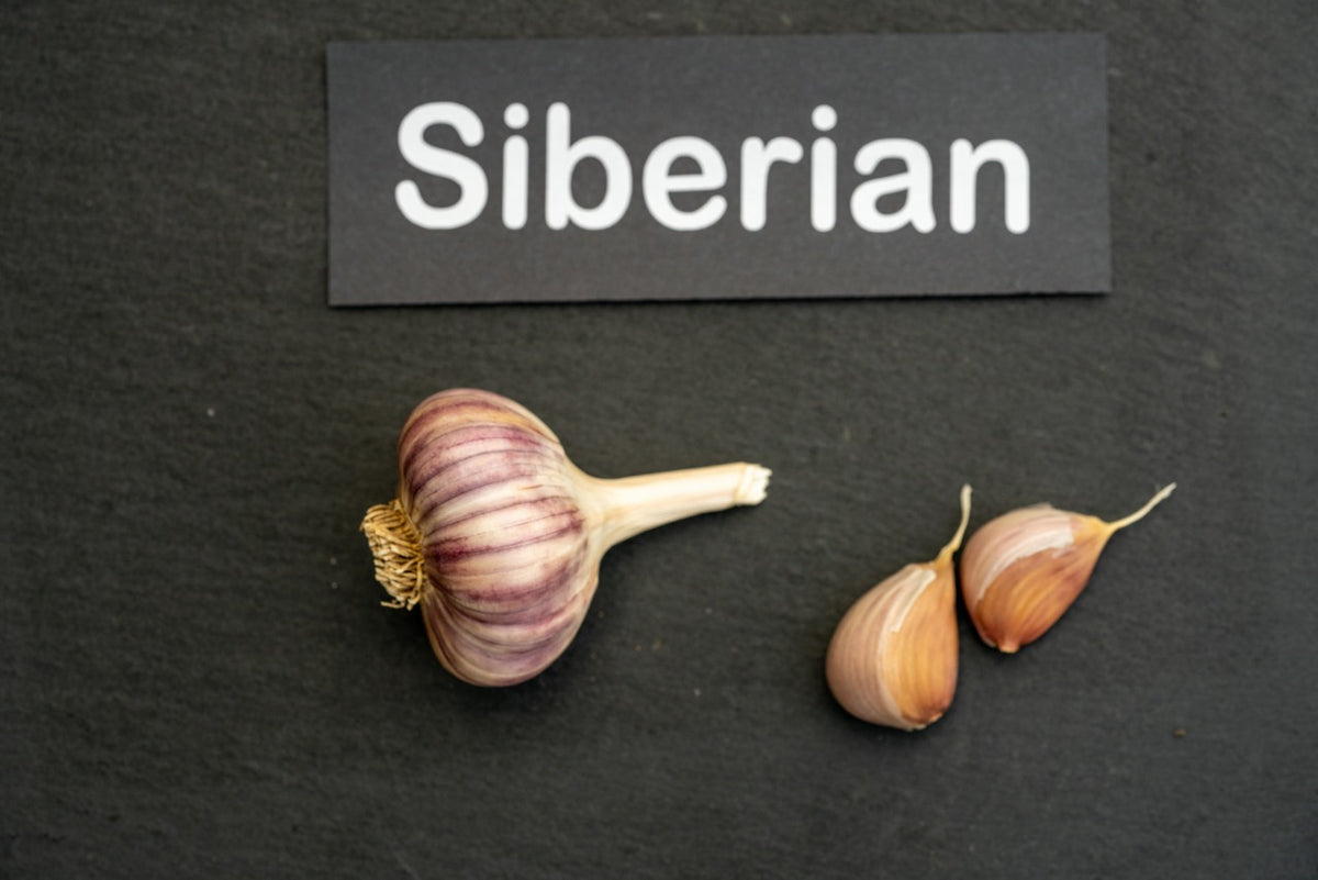 Siberian Seed Garlic