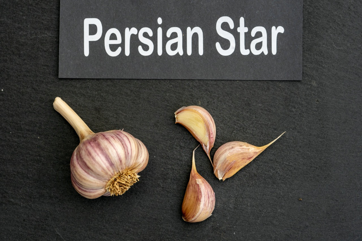 Persian Star Seed Garlic