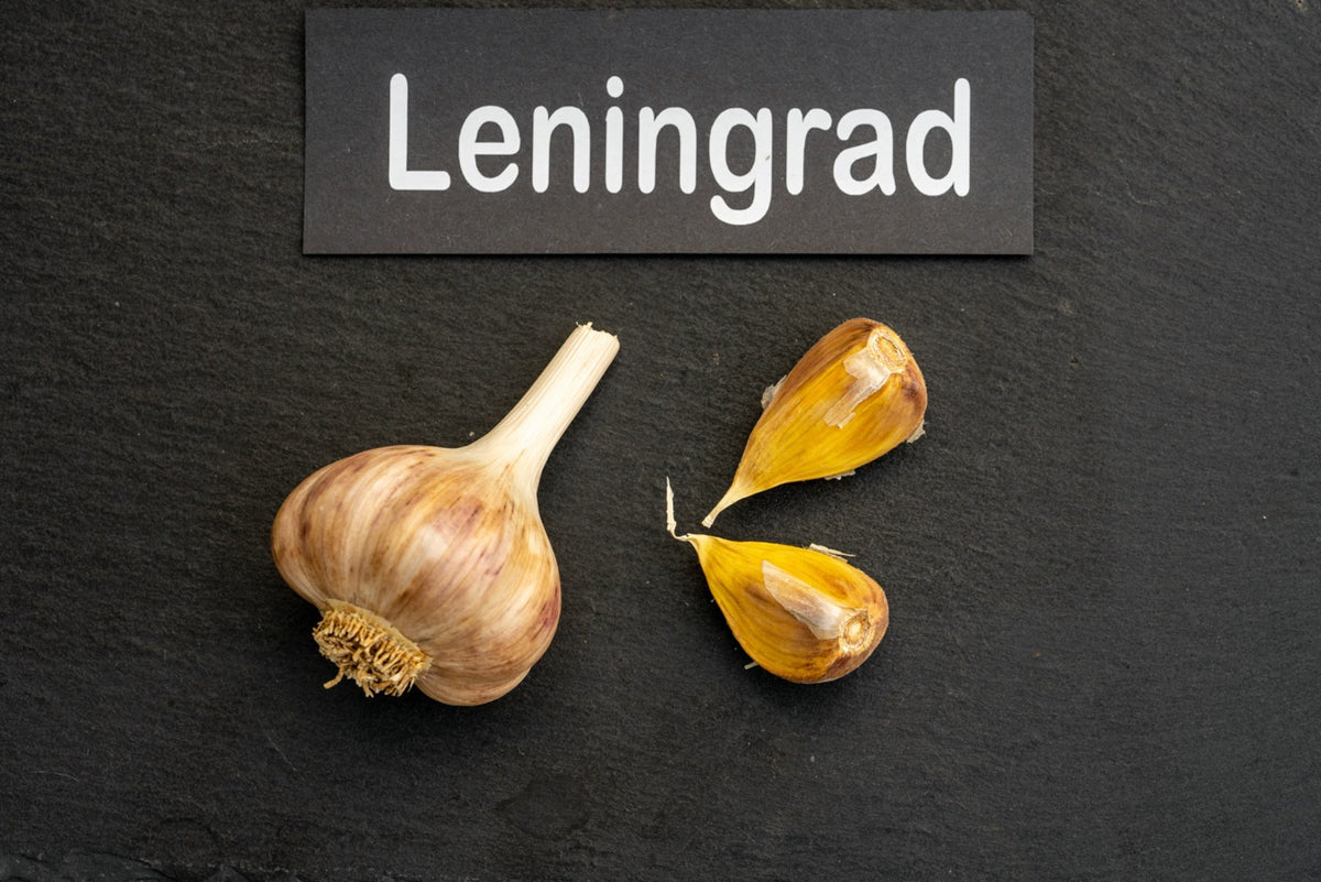 Leningrad Seed Garlic