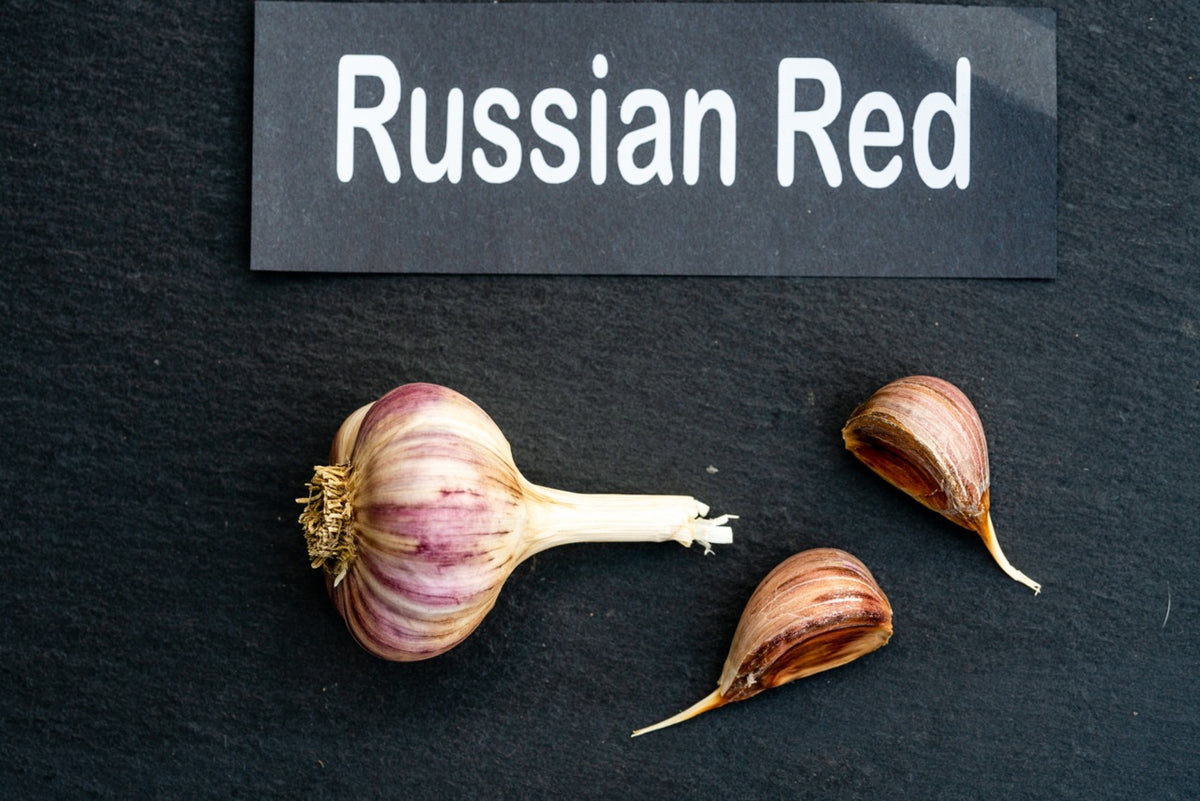 Russian Red Seed Garlic