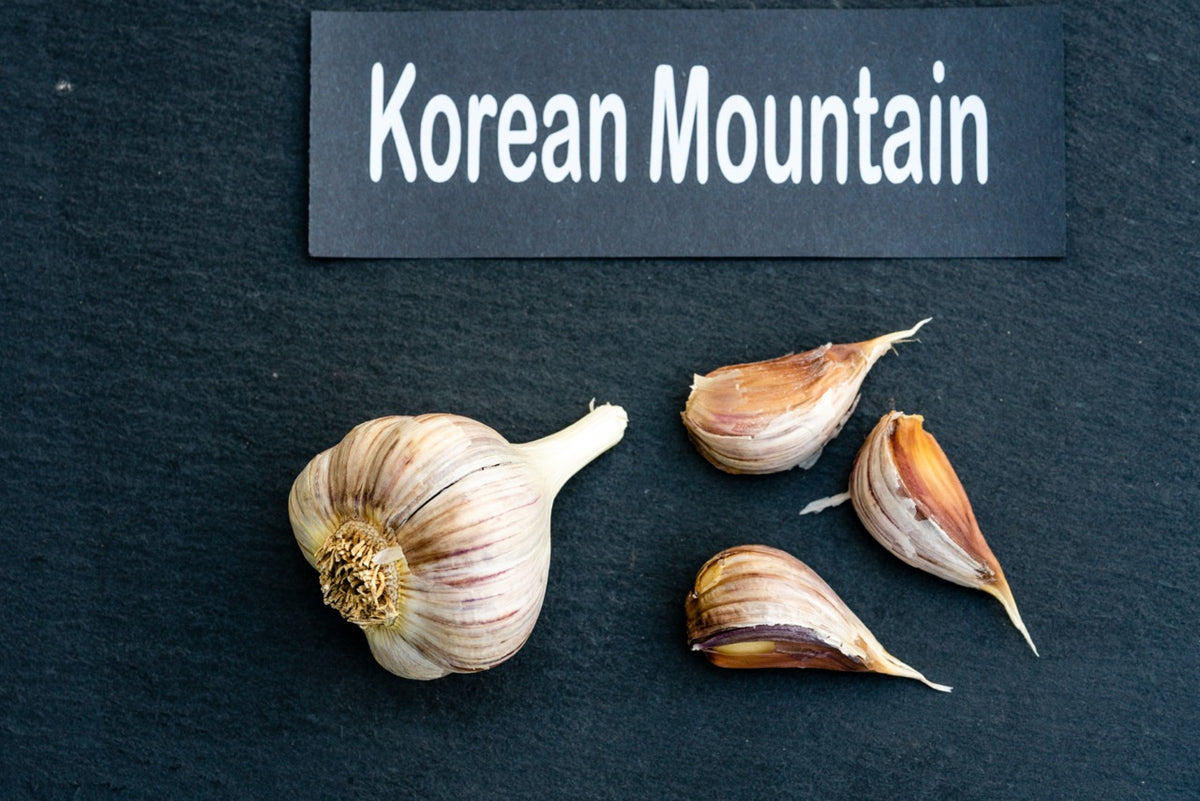 Korean Mountain Culinary Garlic