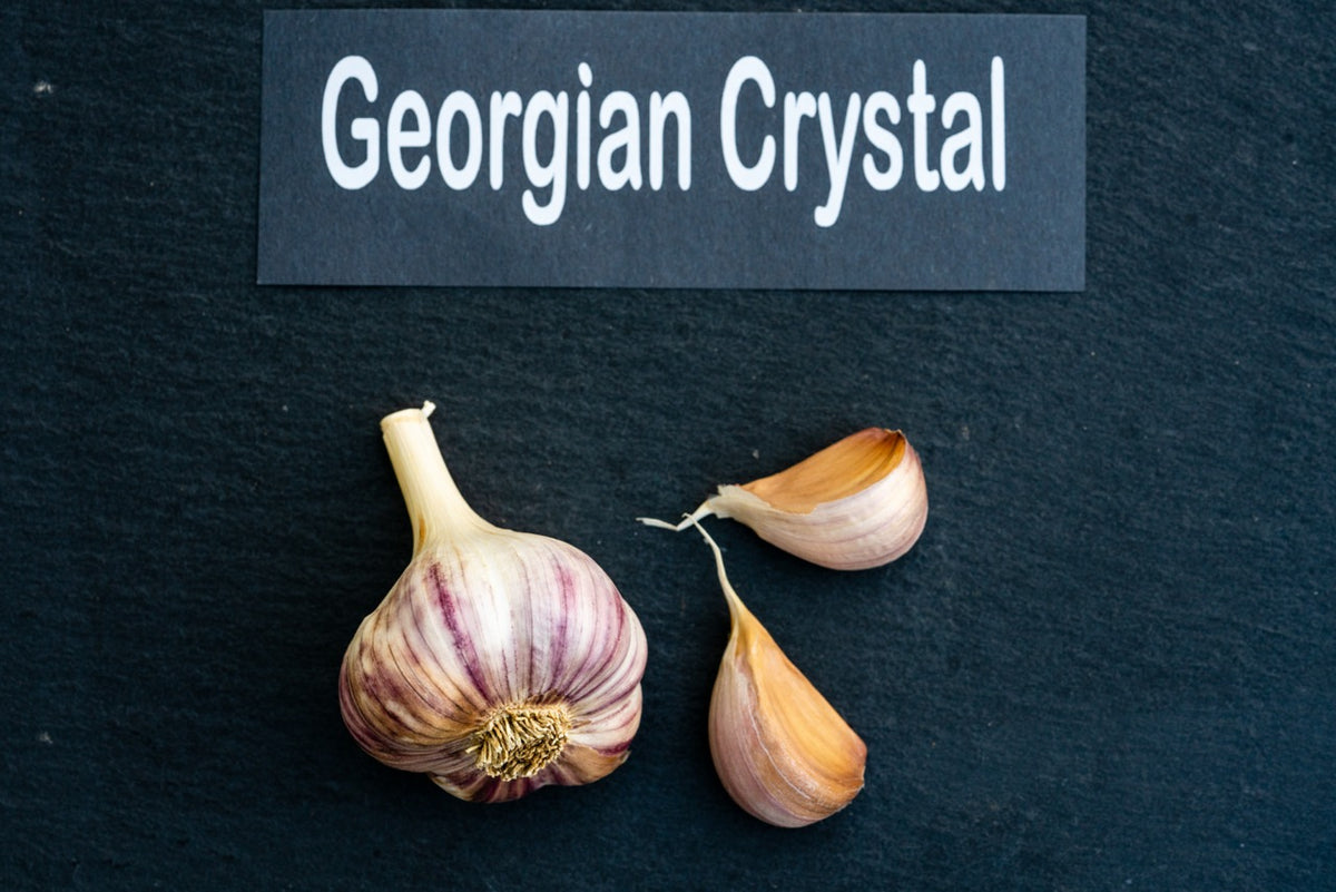 Georgian Crystal Culinary Garlic
