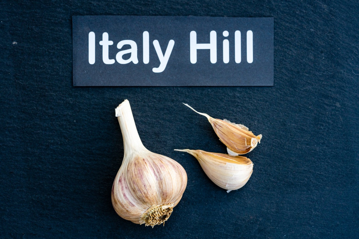 Italy Hill Seed Garlic
