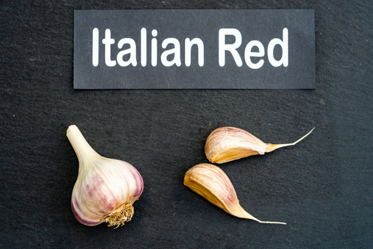 Italian Red Seed Garlic